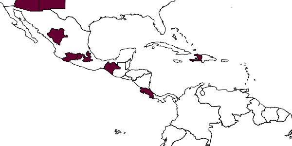 map of Hemipepsis toussainti     (Banks, 1928)
